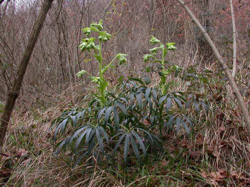 Helleborus foetidus / Elleboro puzzolente